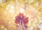 Bouquet of yellow, red and orange maple leaves in human hands in the forest in haze. Blur autumn background, selective