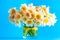 A bouquet of yellow spring daffodiles flowers in a vase on a turquoise background. Copy space.