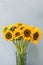 Bouquet of yellow sunflowers , flower in vase on old vintage table. Room morning. Gray background. Colors of autumn and