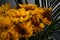 Bouquet of yellow Transvaal daisy flowers