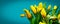 Bouquet of yellow tulips on malachite color background. Banner. Happy Mother`s Day, Happy Birthday festive greeting card