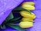 Bouquet of yellow tulips in purple paper