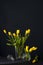 Bouquet of yellow tulips is on table opposite dark blue wall