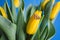 Bouquet of yellow tulips, and wedding ring