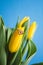 Bouquet of yellow tulips, and wedding ring