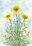 Bouquet of yellow wild chamomiles. Watercolor illustration