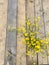 Bouquet of yellow wild flowers and rusty shears in glass on a wooden background, rustic stillife