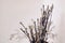 Bouquet of young willow twigs with fluffy flowers and dry branches of a plant on a white background. Flower arrangement for writin