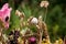 Bouquets of flowers and herbs