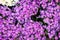 Bouquets of flowers Purple aster flowers Symphyotrichum Species,