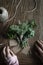 Bouquets of fresh and aromatic herbs: parsley, oregano and thyme