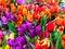 Bouquets of fresh colorful tulips, sale in the market