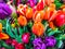 Bouquets of fresh colorful tulips, sale in the market