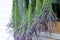 Bouquets of fresh fragrant lavender hanging for drying. Rustic style.