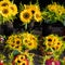 Bouquets of fresh sunflowers