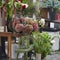 The Bouquets of a large red hydrangea for sale at the entrance to the store