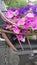 Bouquets of Pink and Purple Petunias on an Antique Carriage or Buggy with a Wood Railing and Leather Seat