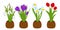 Bouquets set of spring snowdrop, narcissus and crocus in flower pots isolated on white. Vector illustration
