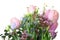 Bouquets of tulips, other spring flowers and greenery on white b