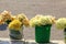 Bouquets of yellow daffodils of various kinds are sold on the market in plastic buckets
