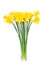Bouqut of yellow lent lilyl daffodil or narcissus