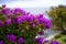 Bourganvillea flowers in Garden in Funchal on the island of Madeira