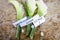 BoutonniÃ¨res with stick pins holding labels for groom,best man and groomsman