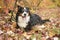 Bouvier Bernese mountain dog portrait in outdoors