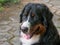 Bouvier Bernese mountain dog portrait in outdoors