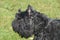 Bouvier de Flandres breed is in the herding group.