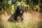 Bouvier des Flandres funny sitting outdoor in dry grass in autumn day. Funny Bouvier des Flandres herding dog breed