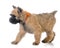 Bouvier puppy running wearing orange collar