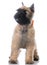 Bouvier puppy standing wearing collar