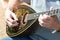 Bouzouki outdoor performance player