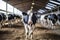 Bovine Assembly: Group of Cows Residing Indoors in Farm Yard. Generative ai