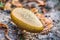 Bovine bolete mushroom