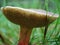 Bovine bolete (suillus bovinus)