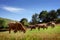 Bovine Cattle