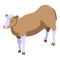 Bovine cow icon, isometric style