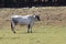 Bovine Standing on the Grazing