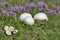 Bovista plumbea, also referred to as the paltry puffball, is a small puffball mushroom commonly found in Western Europe