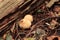 Bovista plumbea growing in the woods