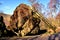 Bowder Stone and timber ladder