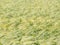 Bowed wheat field texture.