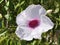 Bower of beauty / Pandorea jasminoides / Bower vine, Laubenwein, Rosa Pandorea, Australische SchÃ¶nranke, Jasmintrompete