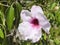 Bower of beauty / Pandorea jasminoides / Bower vine, Laubenwein, Rosa Pandorea, Australische SchÃ¶nranke, Jasmintrompete