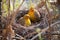 bowerbirds picking shiny objects to decorate their nests