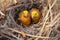 bowerbirds picking shiny objects to decorate their nests