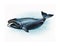 The bowhead whale Balaena mysticetus