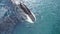 Bowhead whale family swimming together in calm blue ocean water, Aerial view of a pod of bowhead whale spouting. Whale